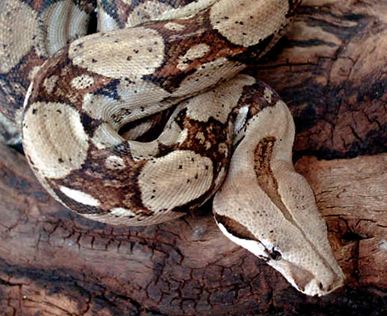 Columbian Red Tail Boa Constrictor - Branson's Wild World