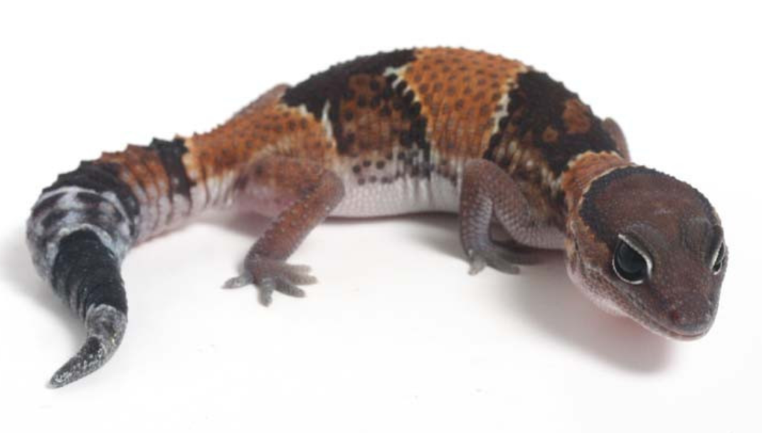 fat tail gecko