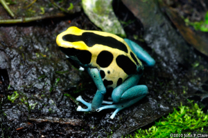 Patricia-frog