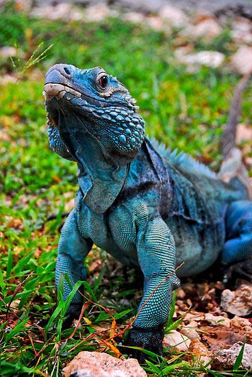 Blue Iguana